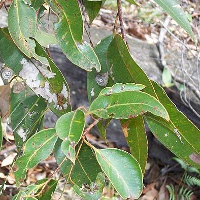 Eucalyptus scias unspecified picture