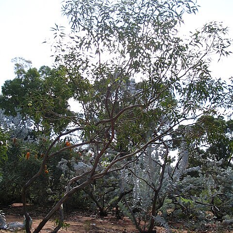 Eucalyptus roycei unspecified picture