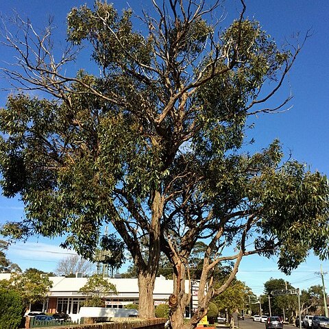 Eucalyptus baxteri unspecified picture