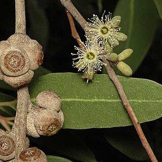 Eucalyptus bensonii unspecified picture