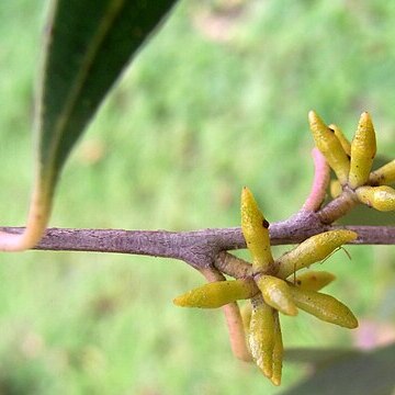 Eucalyptus copulans unspecified picture