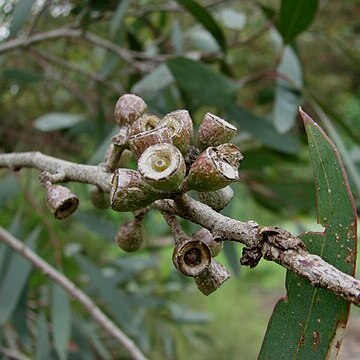 Eucalyptus walshii unspecified picture