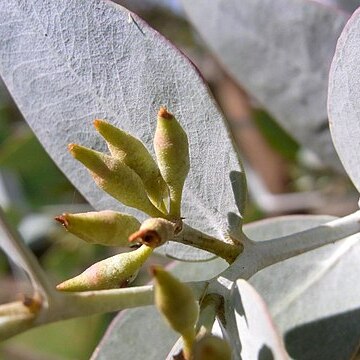 Eucalyptus gillii unspecified picture