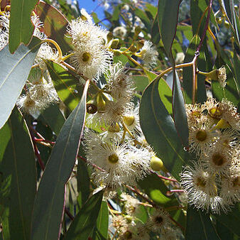 Eucalyptus l'hér. unspecified picture