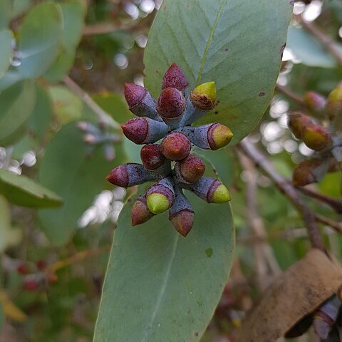 Eucalyptus mooreana unspecified picture