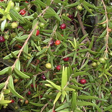 Eugenia unspecified picture