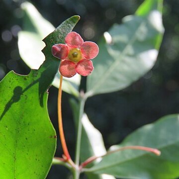 Euonymus angulatus unspecified picture