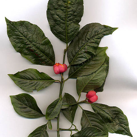 Euonymus unspecified picture