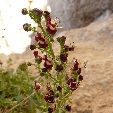 Scrophularia deserti unspecified picture
