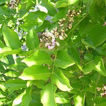 Millettia unspecified picture