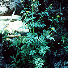 Descurainia incana unspecified picture