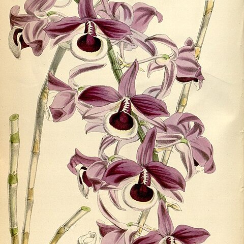 Dendrobium lituiflorum unspecified picture