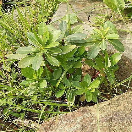 Euphorbia amygdaloides subsp. robbiae unspecified picture
