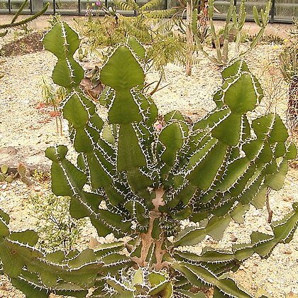 Euphorbia cooperi var. ussanguensis unspecified picture