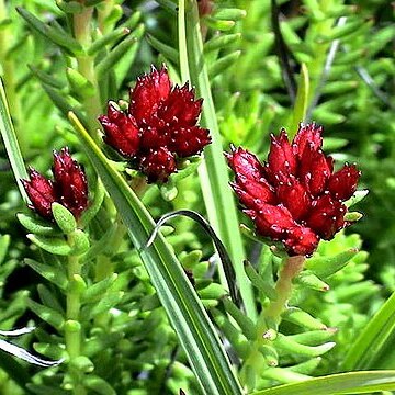Rhodiola quadrifida unspecified picture