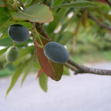 Elaeocarpus unspecified picture