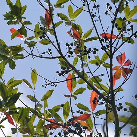 Elaeocarpus joga unspecified picture