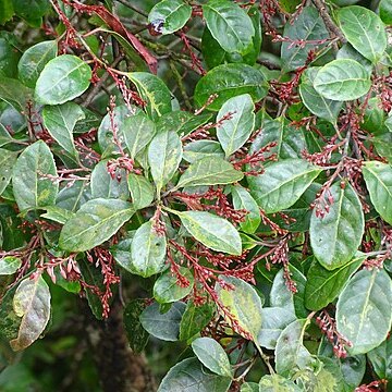 Elaeocarpus variabilis unspecified picture