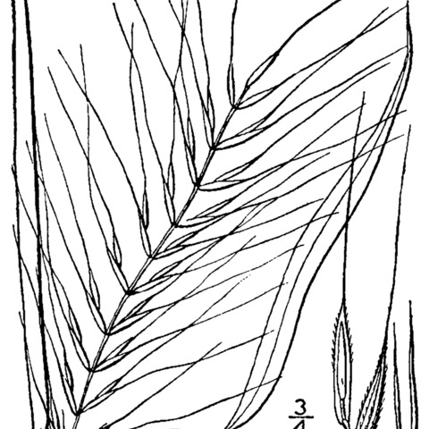 Hystrix unspecified picture