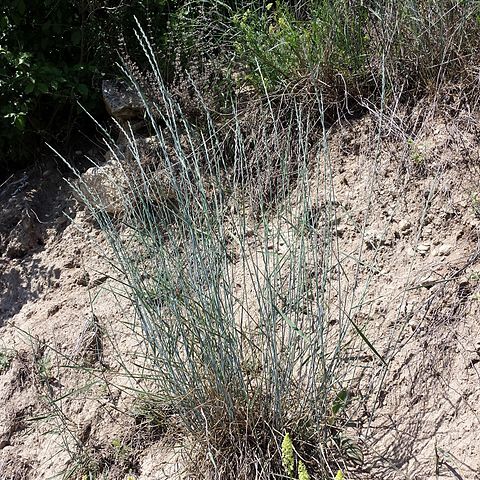 Elymus hispidus unspecified picture