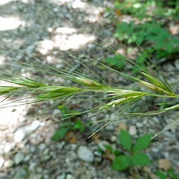 Elymus texensis unspecified picture