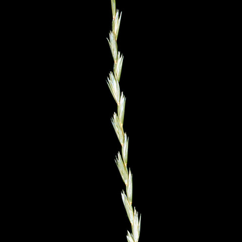 Elymus trachycaulus unspecified picture