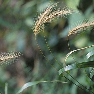 Elymus villosus unspecified picture