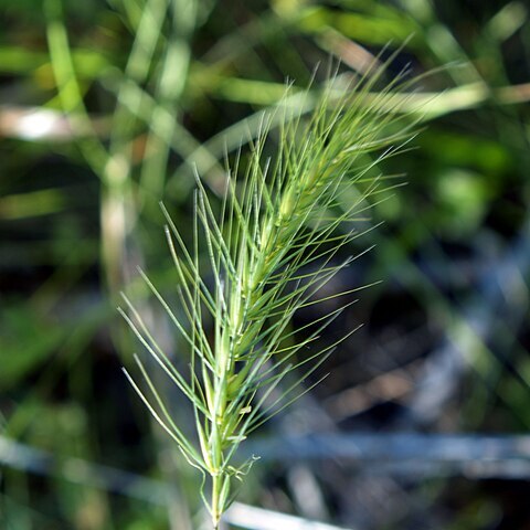 Elymus villosus unspecified picture