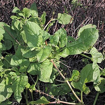 Emex spinosa unspecified picture