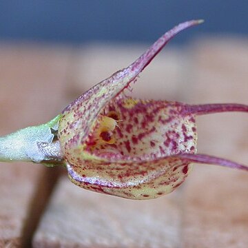 Dracula mopsus unspecified picture