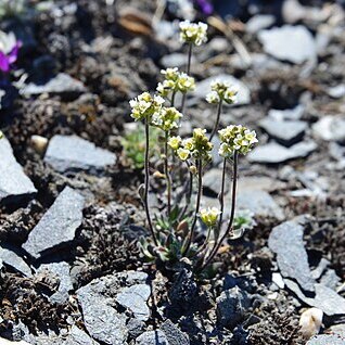Draba cinerea unspecified picture