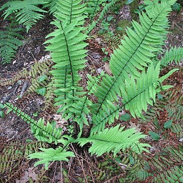 Dryopteris polylepis unspecified picture