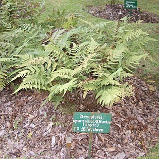 Dryopteris sparsa unspecified picture