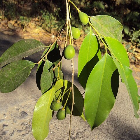 Drypetes venusta unspecified picture
