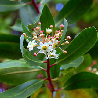 Winteraceae unspecified picture