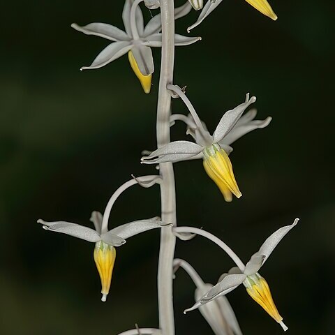 Drimia mzimvubuensis unspecified picture
