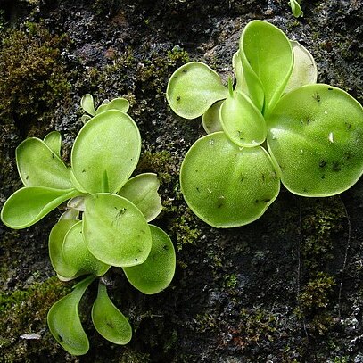 Pinguicula conzattii unspecified picture
