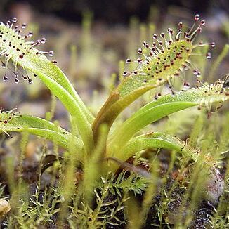 Drosera arcturi unspecified picture