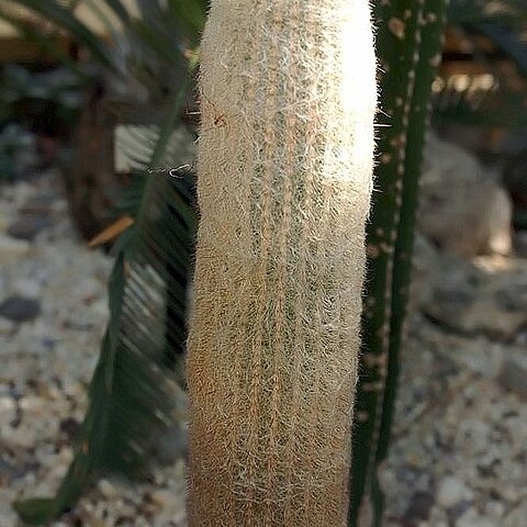 Espostoa hylaea unspecified picture