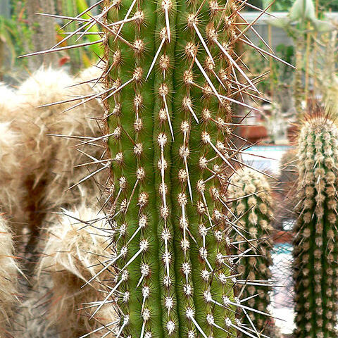 Espostoa mirabilis unspecified picture