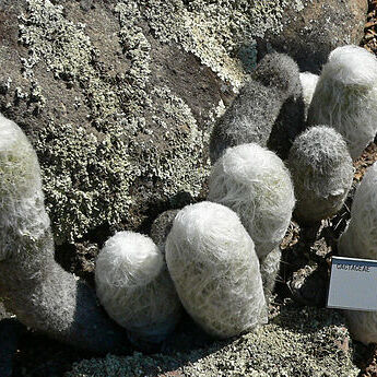 Espostoa unspecified picture