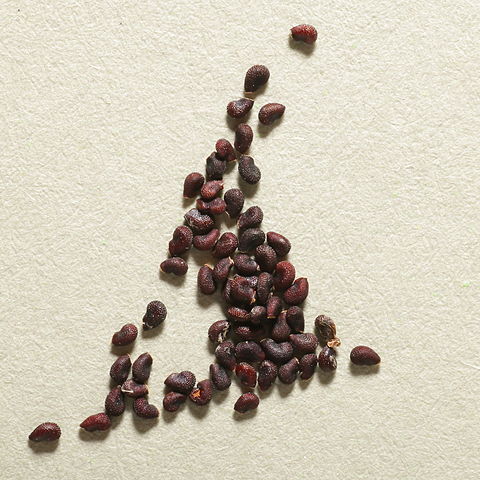Espostoopsis unspecified picture