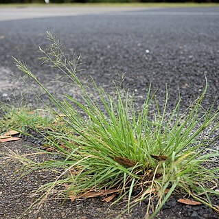 Eragrostis tenuifolia unspecified picture