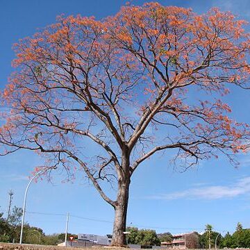 Erythrina verna unspecified picture