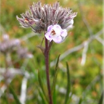 Eriodictyon capitatum unspecified picture
