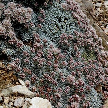 Eriogonum soredium unspecified picture