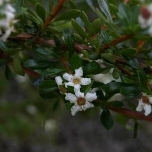 Escallonia unspecified picture