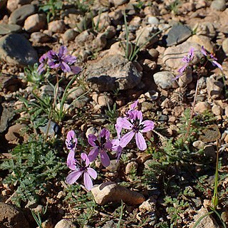 Erodium touchyanum unspecified picture