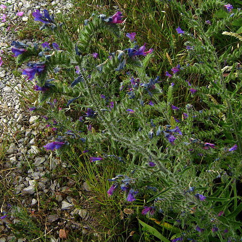 Echium unspecified picture