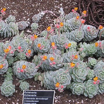 Echeveria derenbergii unspecified picture